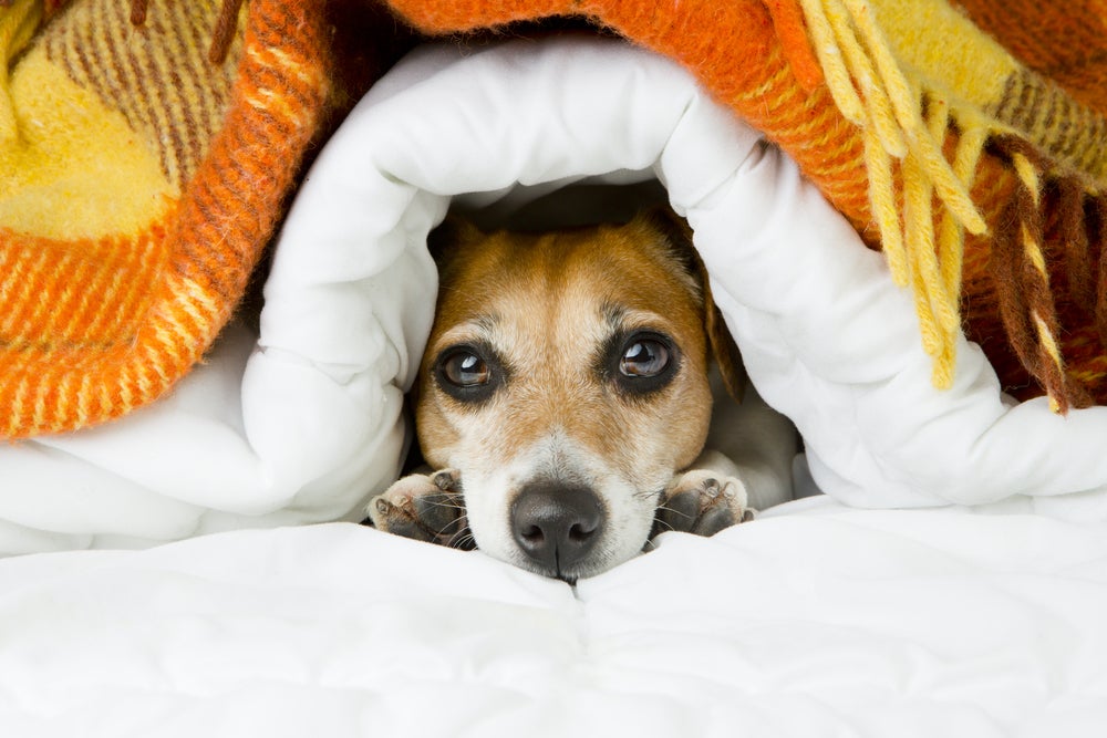 Cachorro debaixo das cobertas