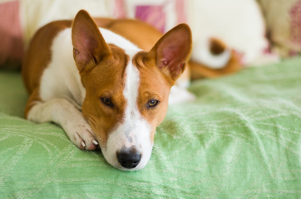 Basenji branco e caramelo deitado na cama