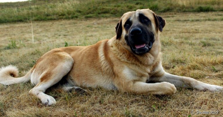 Conheça o Kangal, o cachorro da mordida mais forte do mundo