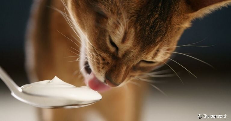 Gato pode tomar iogurte? Descubra se o alimento é liberado