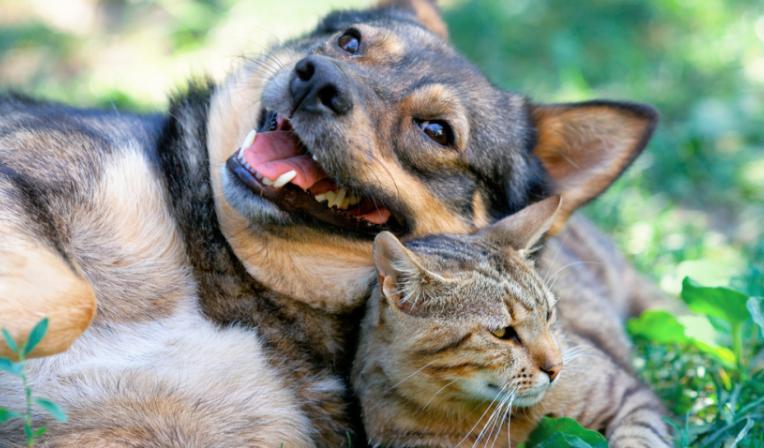 Imagem categoria Cuidados dos animais