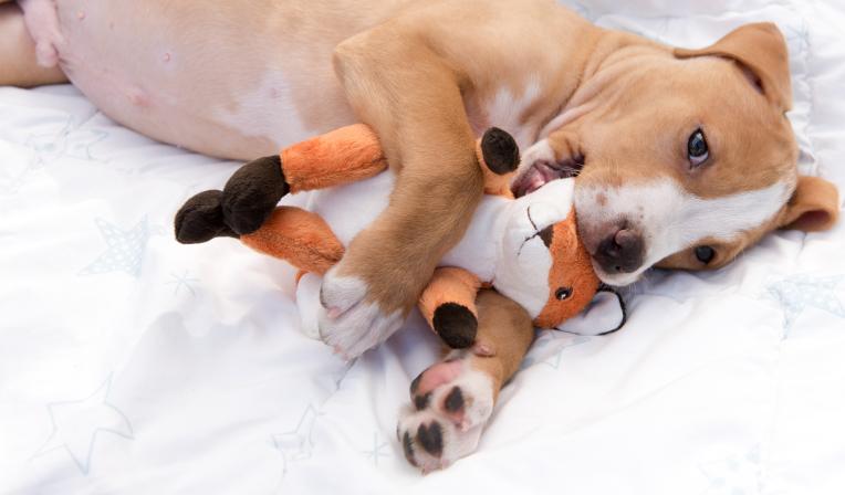 brinquedo-para-cachorro