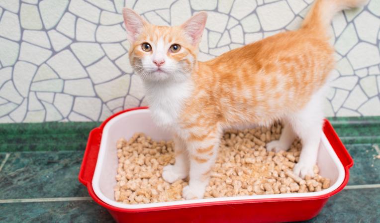 caixa-de-areia-para-gatos