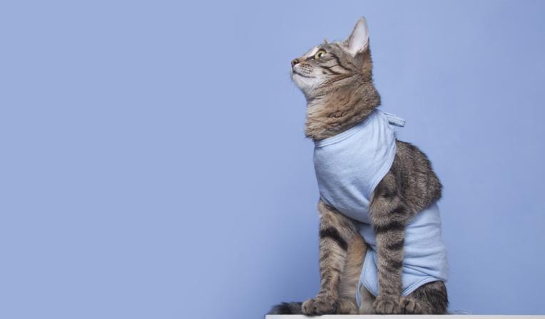 castracao-de-gato