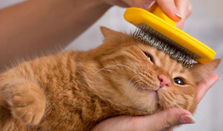 cuidar-de-gato