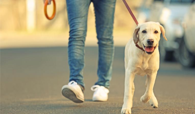 passear-com-o-cachorro