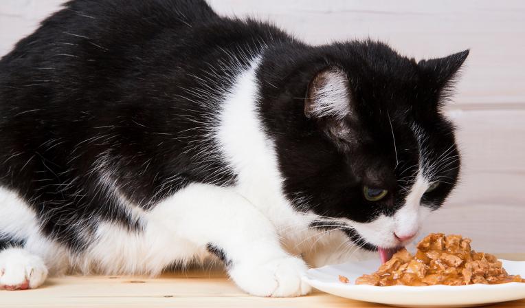 sache-para-gatos
