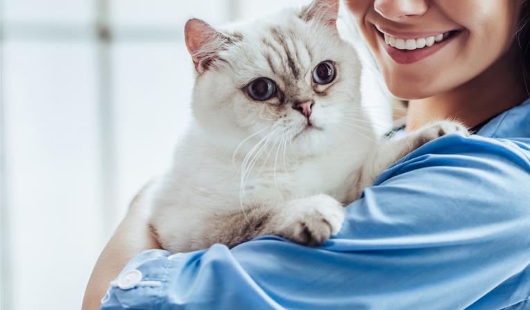 saude-de-gato