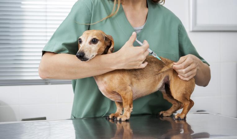 vacina-para-cachorro