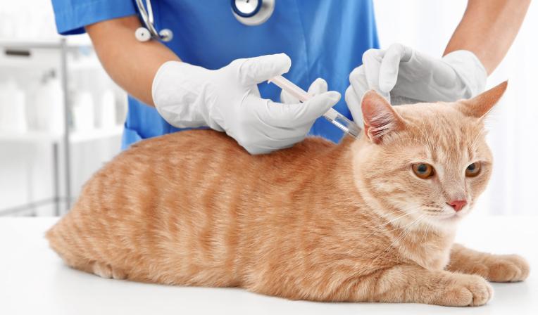 vacinas-para-gatos
