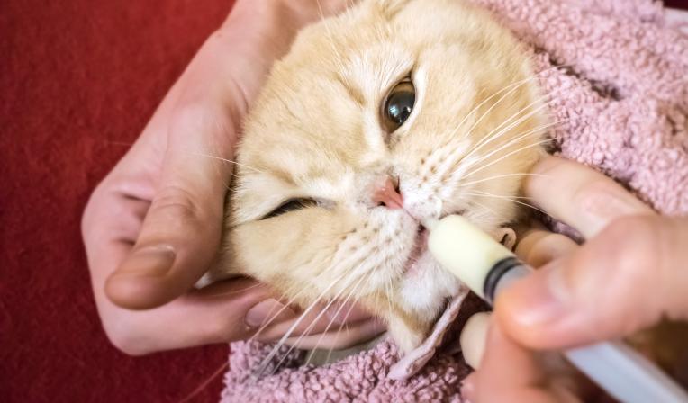 vermifugo-para-gatos